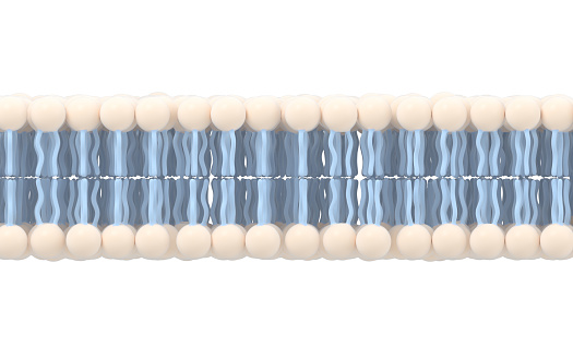 Cell membrane with white background, 3d rendering. Computer digital drawing.