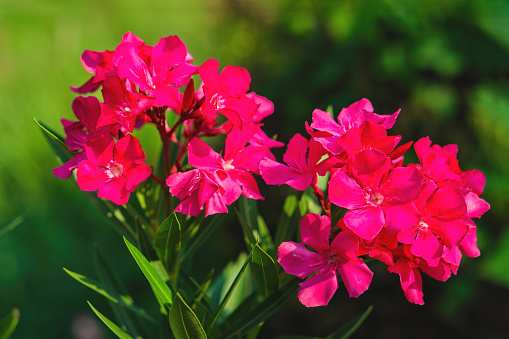 natural floral background of blooming red Oleander flowers with green leaves