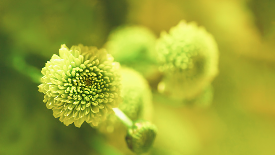 Natural floral background of light green yellow Chrysanthemum flowers on blurred background