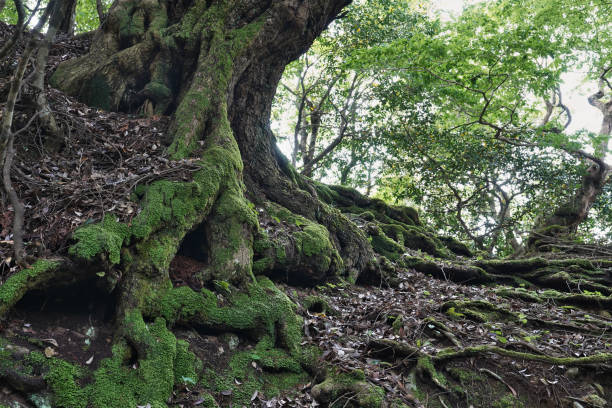 istock A view of the squiggly roots 1389986824