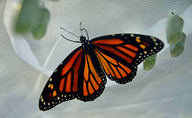 istock Newly Emerged Monarch Butterfly With Dry Wings 1389988390