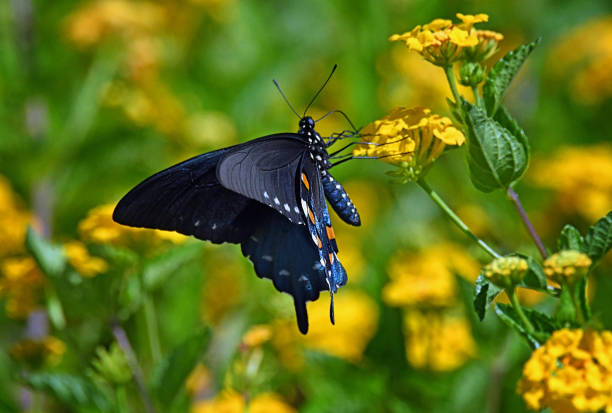 istock Pipevine Swallowtail Feeding on Yellow Lantana Flowers 1389988394