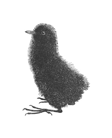 A vintage antique engraving illustration, a black baby bird, from the book Animal Kingdom With It's Wonders and Curiosities, published 1880.