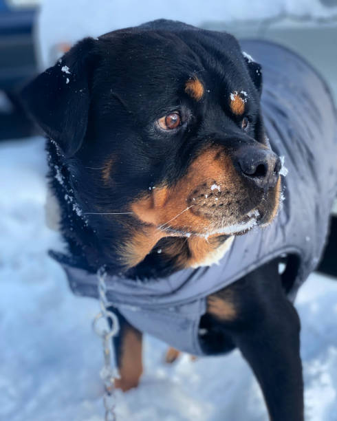 istock Rottweiler in the snow 1389990938