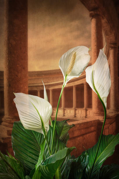 White spathiphyllum flower representing peace on an architectural background.
