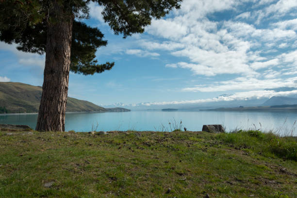 Blue sky over Lake Tekapo, big tree by the lakeside
