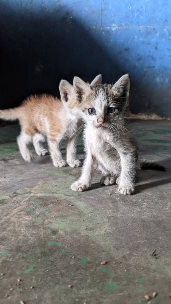 istock Two unkempt domestic cats playing 1389997132