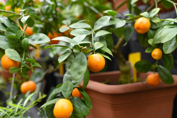istock Many Rangpur citrus fruit also known as Indian subcontinent as Sylhet lime 1389997868