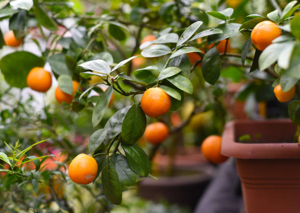 istock Many Rangpur citrus fruit also known as Indian subcontinent as Sylhet lime 1389997886
