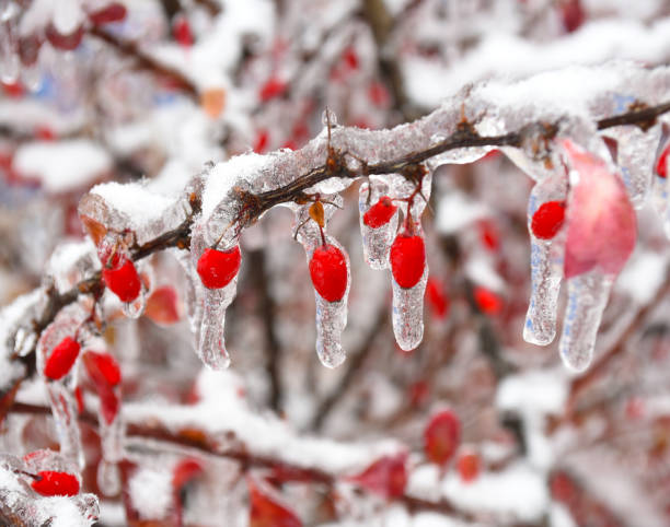 bayas de agracejo congeladas colgando de una rama en la nieve y el hielo en un día de invierno - agracejo rojo fotografías e imágenes de stock