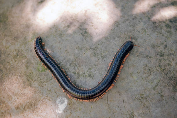 istock Millipedes Other vernacular names include 