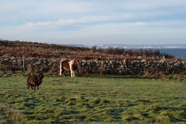 istock Pony and sheep in a meadow 1390002143