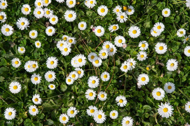 istock Texture of daisies 1390002315