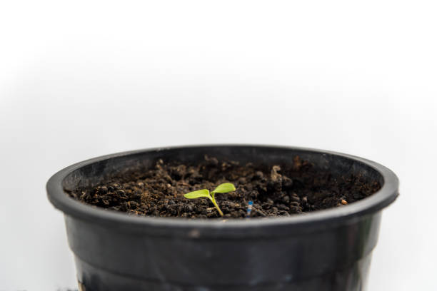 istock plant growing, copy space, home vegetable garden concept 1390004467