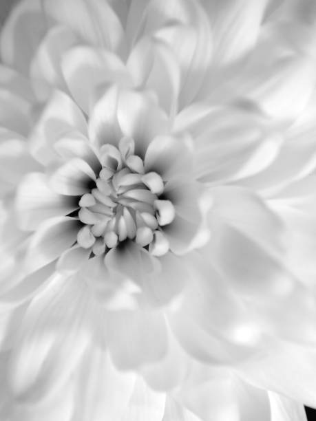 istock delicate fresh white chrysanthemums macro, soft focus 1390006710