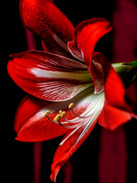 istock Large flowering amarillis or Hippeastrum 1390006717
