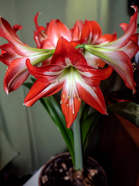 istock Large flowering amarillis or Hippeastrum 1390006724