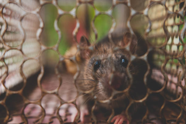 istock Rat is trapped in a trap cage or trap. 1390006920