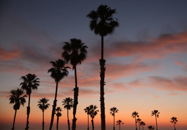 istock Colorful Sunset California Palm Trees 1390011152