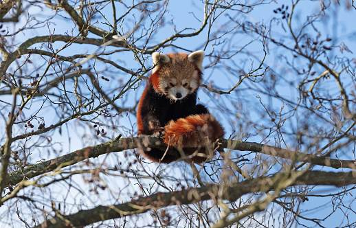 Red panda sitting high up in a tree, safe from everything