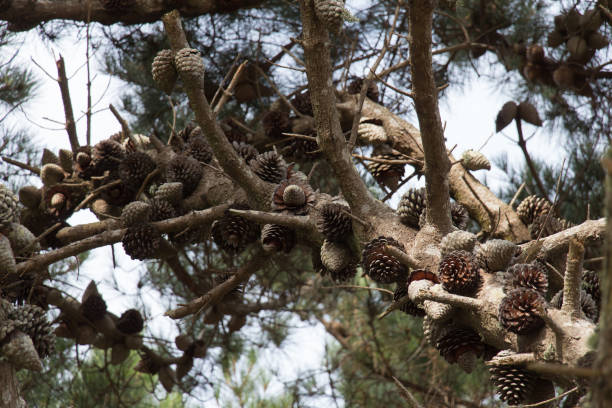 istock Close up of pine cones on a branch. 1390012037