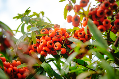 Bunch of vibrant red wild berries with green leaves