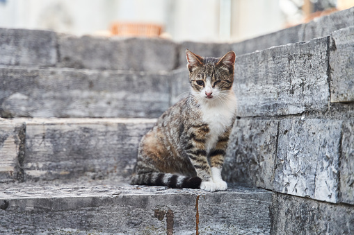 Homeless gray one-eyed cat sits on stone steps in Herceg Novi. High quality photo