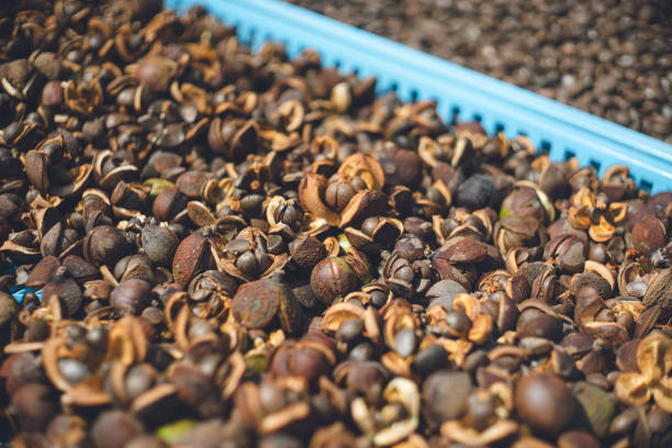 Fukue Island in the Goto Archipelago, Nagasaki Prefecture Drying process of camellia nuts to produce camellia oil in a traditional way stock photo