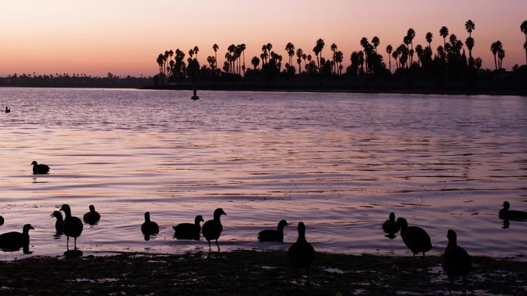 Ducks entering the water during golden hour in Mission Bay San Diego California