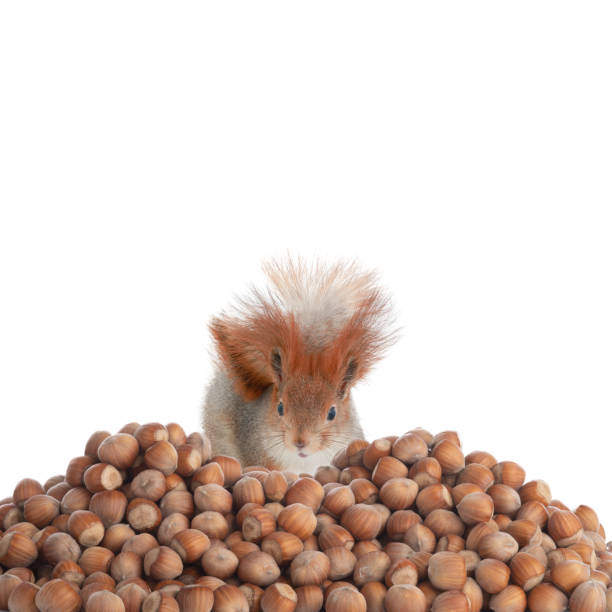 istock squirrel looks at a lot of hazelnuts isolated on white 1390017085
