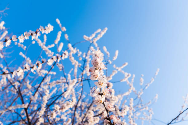 Japanese plum blossoms in spring