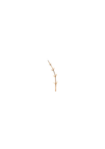 Branch on abstract blurred background.