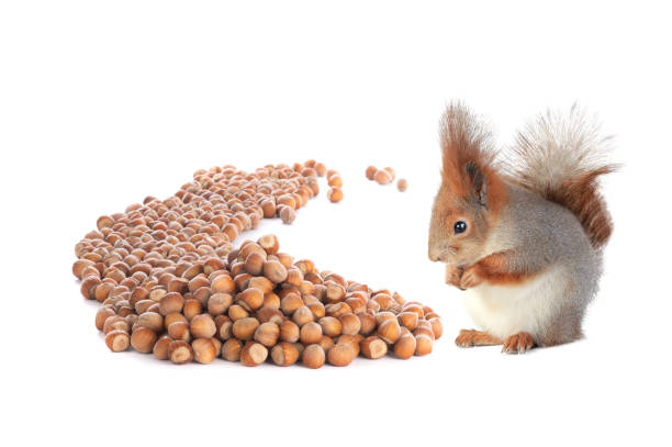 istock squirrel looks at a lot of hazelnuts isolated on white background 1390018556
