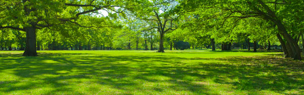 istock green garden 1390019181