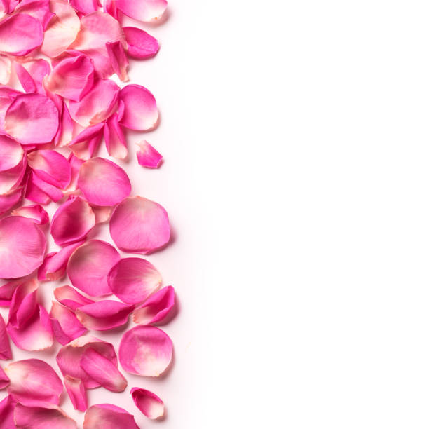 istock Pink rose petals border 1390019732