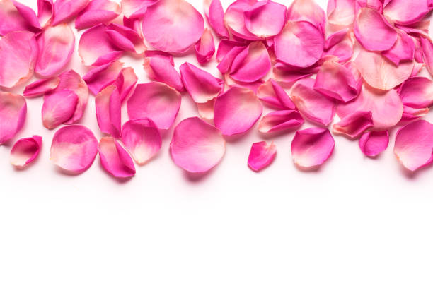 istock Pink rose petals border 1390019750