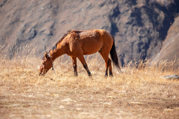 Horse Stud and her beautiful foal on a field