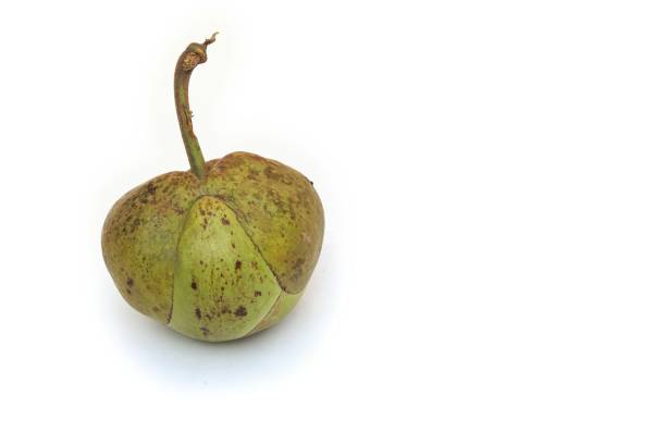 Ripe persimmons