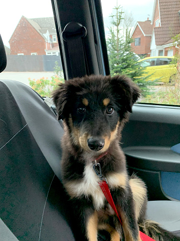 Cute crossbreed puppy sitting on car seat