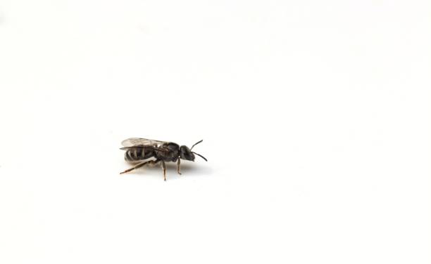 istock Honey Bee Isolated on White Background With Copy Space 1390024001