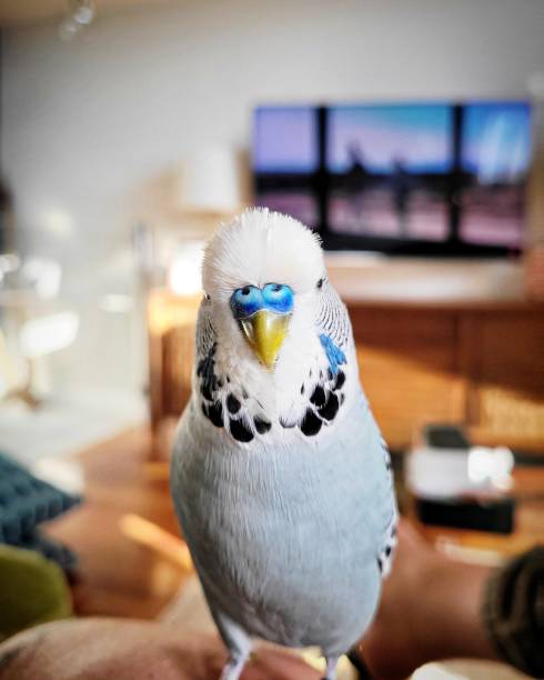 Blue nose Male Budgie bird This is a blue grey English Budgie bird perched on a hand budgerigar photos stock pictures, royalty-free photos & images