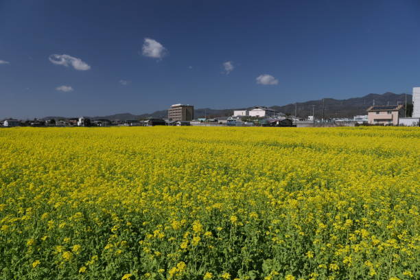 istock Blue sky and far mountain and rape flower field 1390029557