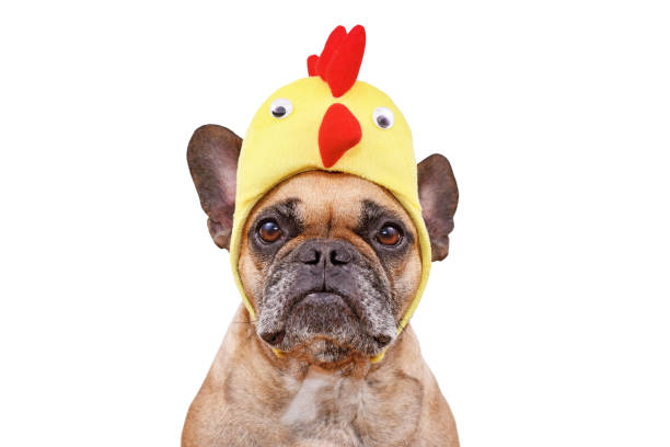 french bulldog dog with easter chicken hat - tavuk kostümü stok fotoğraflar ve resimler