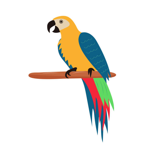 ilustrações, clipart, desenhos animados e ícones de papagaio pirata sentado em poleiro de madeira. pássaro exótico tropical colorido. - parrot multi colored bird perching