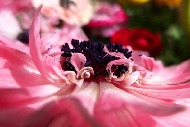 istock Close up of pink flower heart 1390033763