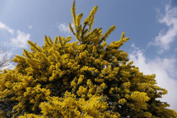 istock Big mimosa tree that was blooming in the park 1390033869