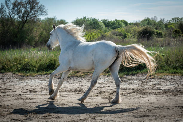 Horses in Camargue Camargue, France, April 27 2019 : White horses and two guardians are walking in the water all over in the swamp in Camargue, France. white horse running stock pictures, royalty-free photos & images