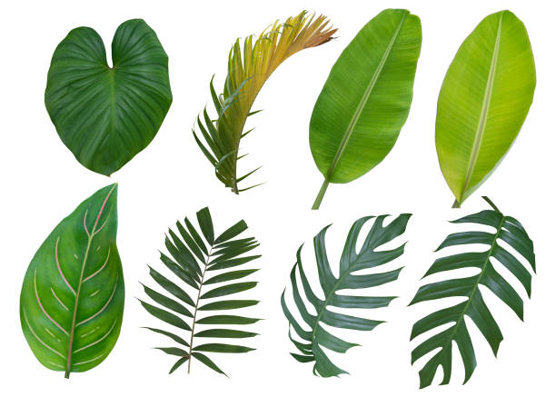 istock Tropical leaves set, Plant isolated on white background. Clipping path 1390034839