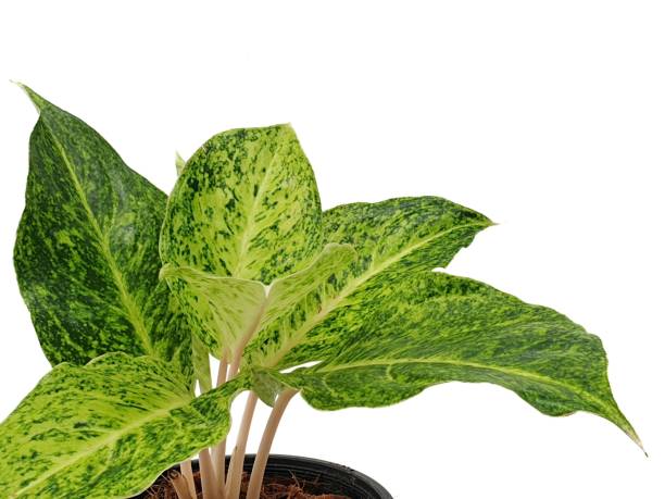 istock Aglaonema isolated on white background with copy space 1390034869