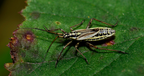 This distinct bug is resting on a leaf and clearly showing the narrowness of its body and the length of its antennae.
